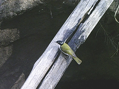 Melithreptus albogularis