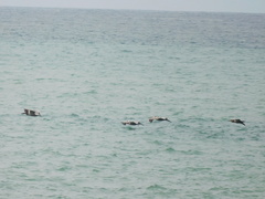 Pelecanus occidentalis