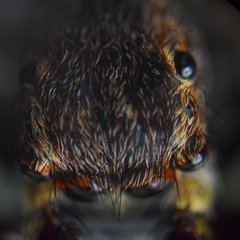 Salticidae