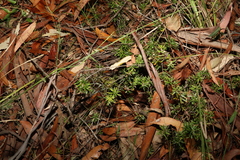 Acrotriche aggregata