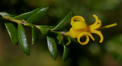 Persoonia terminalis terminalis