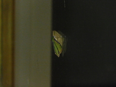 Eucyclodes buprestaria