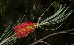 Melaleuca orophila