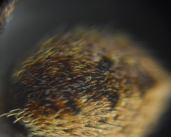 Salticidae