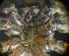 Salticidae