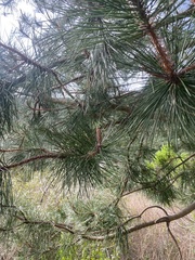 Pinus muricata