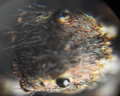 Salticidae