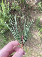 Pinus muricata