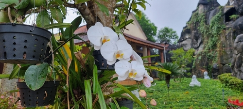 Phalaenopsis amabilis
