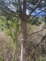 Pinus muricata