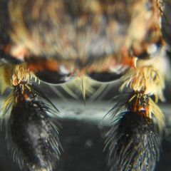 Salticidae