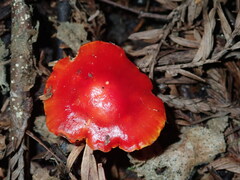 Hygrocybe laetissima