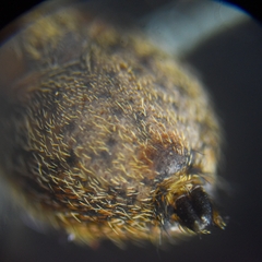 Salticidae