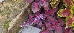 Coleus scutellarioides