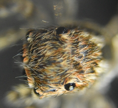 Salticidae