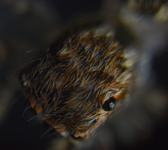 Salticidae
