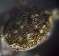 Salticidae