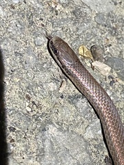 Contia tenuis
