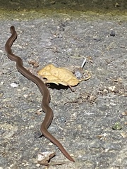 Contia tenuis