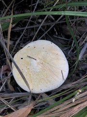 Austroboletus niveus
