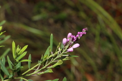 Comesperma hispidulum