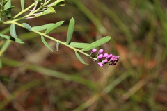 Comesperma hispidulum