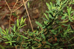 Comesperma hispidulum