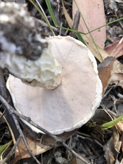 Austroboletus niveus