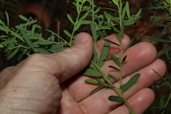 Comesperma hispidulum