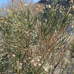 Lepidospartum squamatum