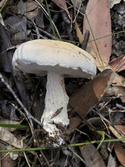Austroboletus niveus