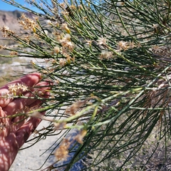 Lepidospartum squamatum