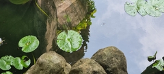 Nelumbo nucifera