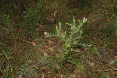 Comesperma hispidulum
