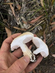 Austroboletus niveus