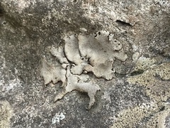 Dermatocarpon miniatum