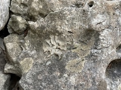 Dermatocarpon miniatum