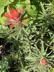 Castilleja affinis