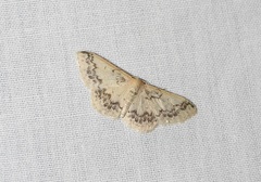 Idaea pseliota