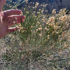 Lepidospartum squamatum