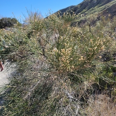 Lepidospartum squamatum