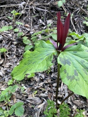 Trillium angustipetalum
