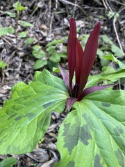 Trillium angustipetalum