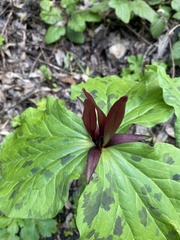 Trillium angustipetalum