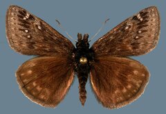 Erynnis persius fredericki