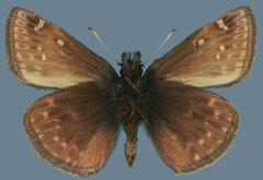 Erynnis persius fredericki