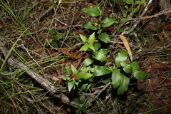 Notelaea ovata