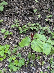 Trillium angustipetalum