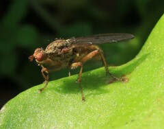 Scathophagidae