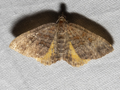 Chrysolarentia bichromata